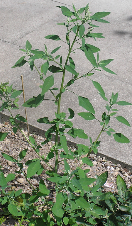 Weißer Gänsefuß, Chenopodium album